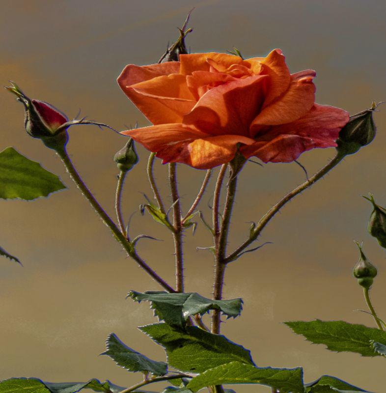 20120102_075124 Rose mit Hintergrundradiergummi.jpg