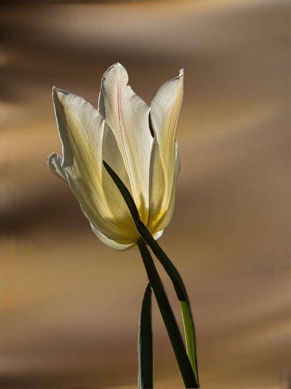 Tulpe mit neuem Hintergrund.jpg