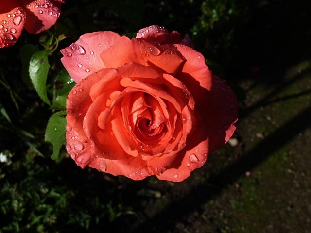 rose-erl (2).JPG
