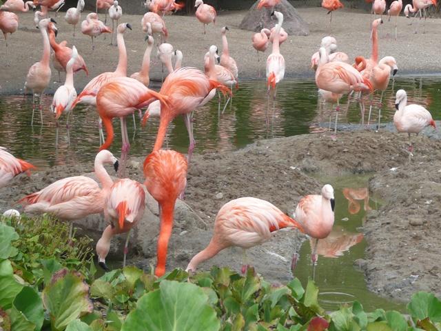 flamingos-erl.JPG