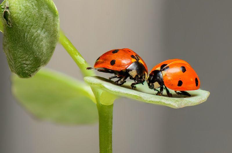 ladybugs-1593406_960_720.jpg