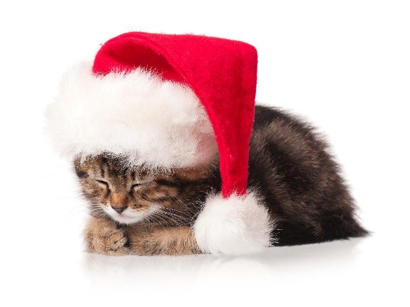 Christmas-Cat-1.jpg