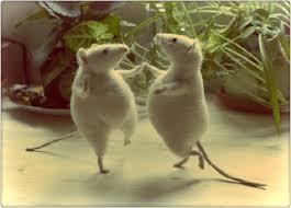 Bildergebnis für mäuse tanzen auf dem tisch bilder