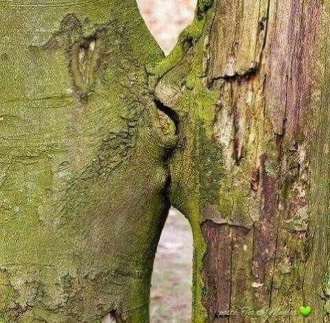 18360_47_2666 Bäume küssen sich.jpg