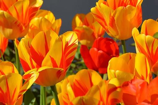 tulips-1261142__340.jpg