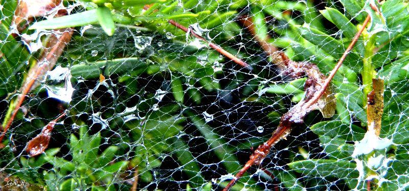Regen Spinnennetz035 .jpg