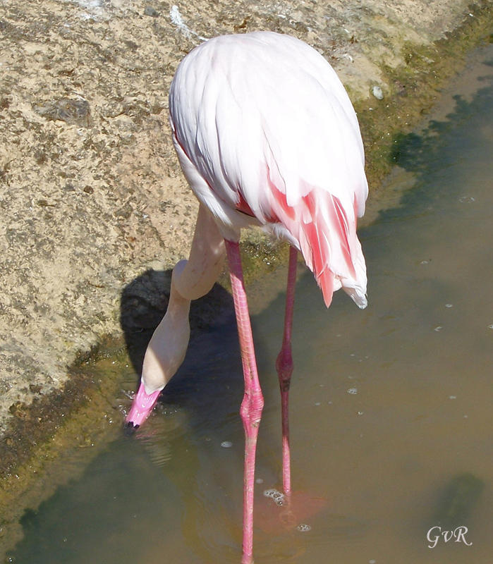 Flamingo Zoo 039.jpg