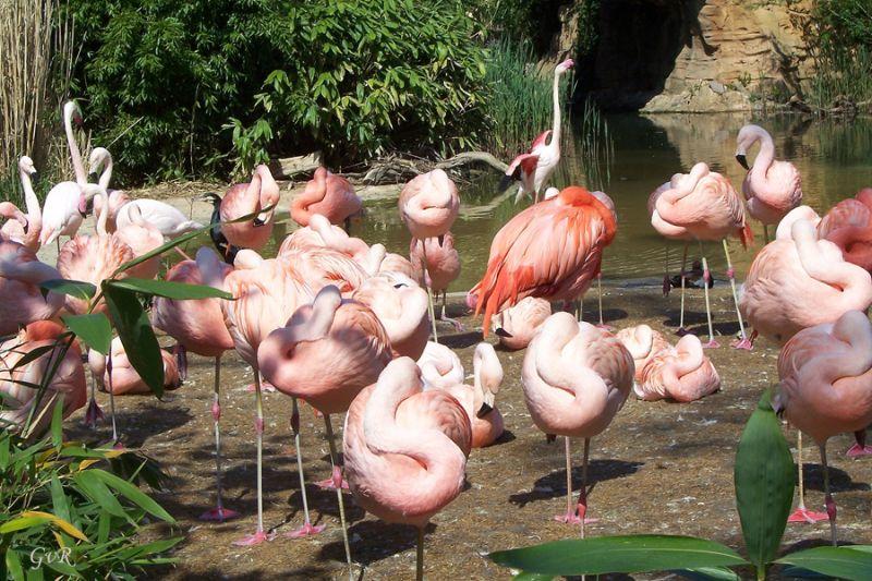 Flamingo Gruppe Zoo 041.jpg