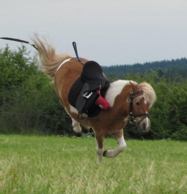 pferd-pony.jpg