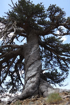 ältester Baum Europas griechische Kiefer min 1.075 Jahre alt.jpg