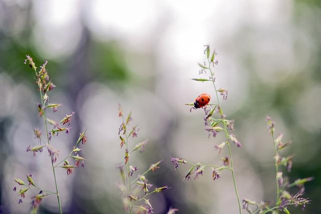 ladybug-g042d8fec2_640.jpg