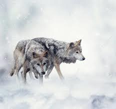 Bildergebnis für zwei Wölfe lizenzfrei