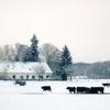 Kuhherde im Wendland,im Schnee