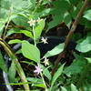 Blüte der Goji-Beere