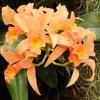 Blumen_orchidee_lachs