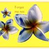3 forget me not