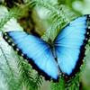 Blue_Butterfly