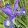 blaue Schönheit . Iris