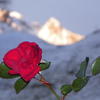 Rose_im_Schnee