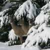 1208873854_1024x768_snow-and-deer