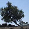 Schiefer Olivenbaum