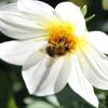 Blüte und Biene