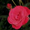 rote Rose (Stromboli)