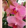 DSCN8366_rosa_Orchidee
