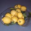 Zitronen1