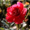 Rose Rot 4458