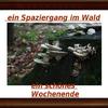 spaziergang_im_wald