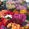 Blumen_am_Markt