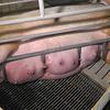 Schweinehaltung_Muttersau_hochschwanger_PETA_2017