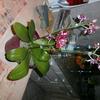 Orchidee4_-_Kopie