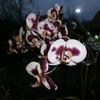 Orchidee3_-_Kopie