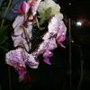 Orchidee_-_Kopie