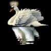 SS_Swan