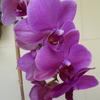 Orchidee_lila