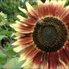 Sonnenblume_Bot.Garten