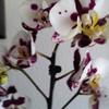 orchidee01_003