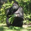 gorilla_Gemuese_Ausschnitt