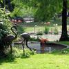 Kunst bei den Flamingos, Zoo, Köln