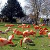 Kölner Zoo, Vorfrühling, Flamingos