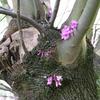 Blüten Judasbaum