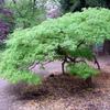 Fächer-Ahorn - Acer palmatum