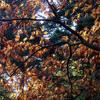 Herbstlicher Fächer-Ahorn