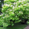 Gewöhnlicher Trompetenbaum / Catalpa bignonioides, Flora, Köln