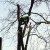 Baumarbeiten im Schlosspark Marburg