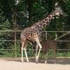 Giraffenmama mit Jungtier, Kölner Zoo
