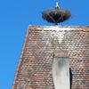Storchennest auf dem Markusturm, Rothenburg o. d. Tauber